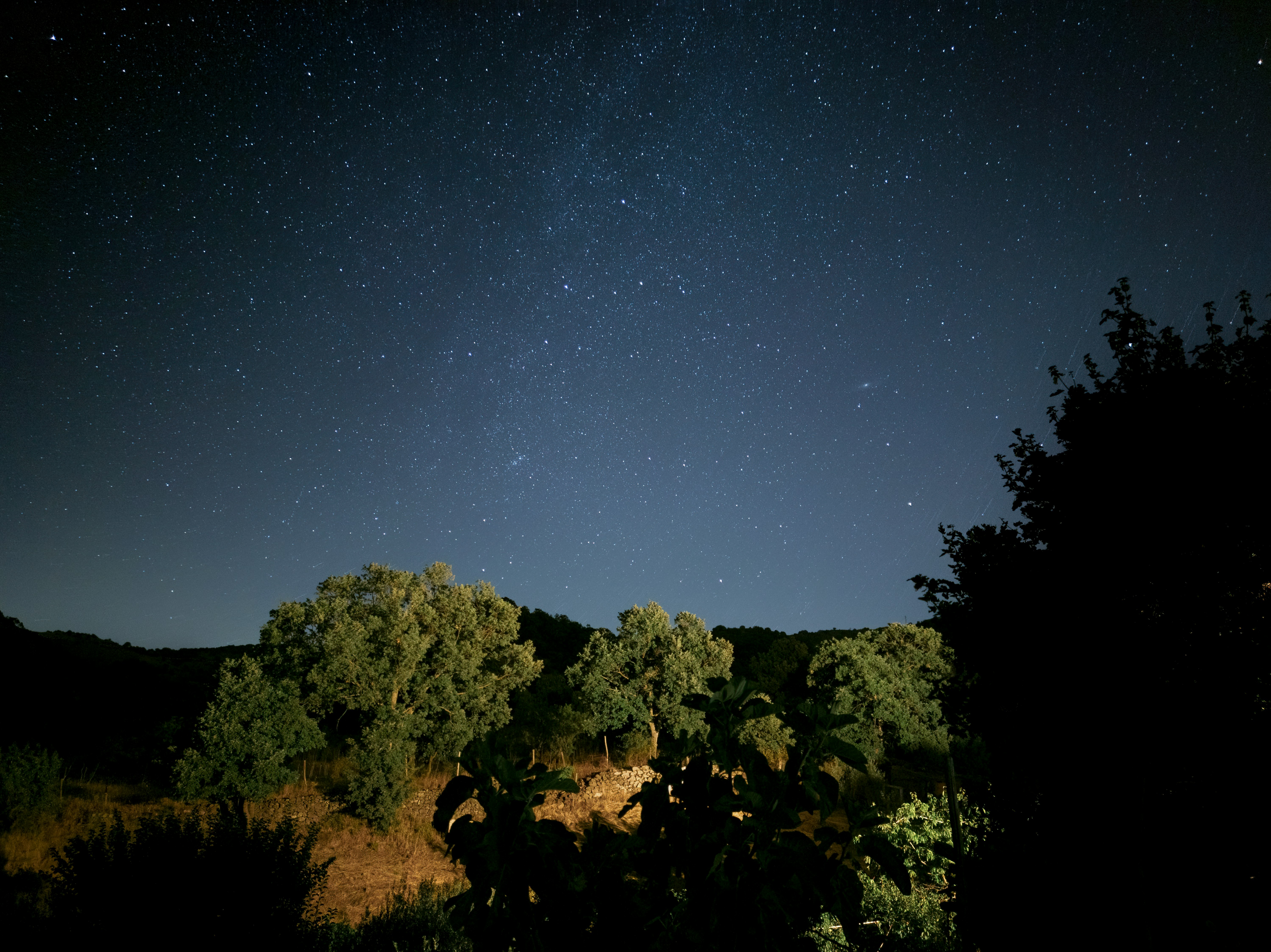 green trees under blue sky during night time